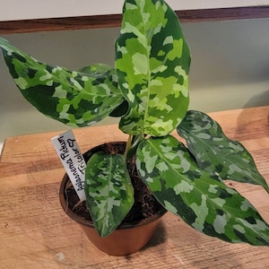 Carrie added a photo of their purchase