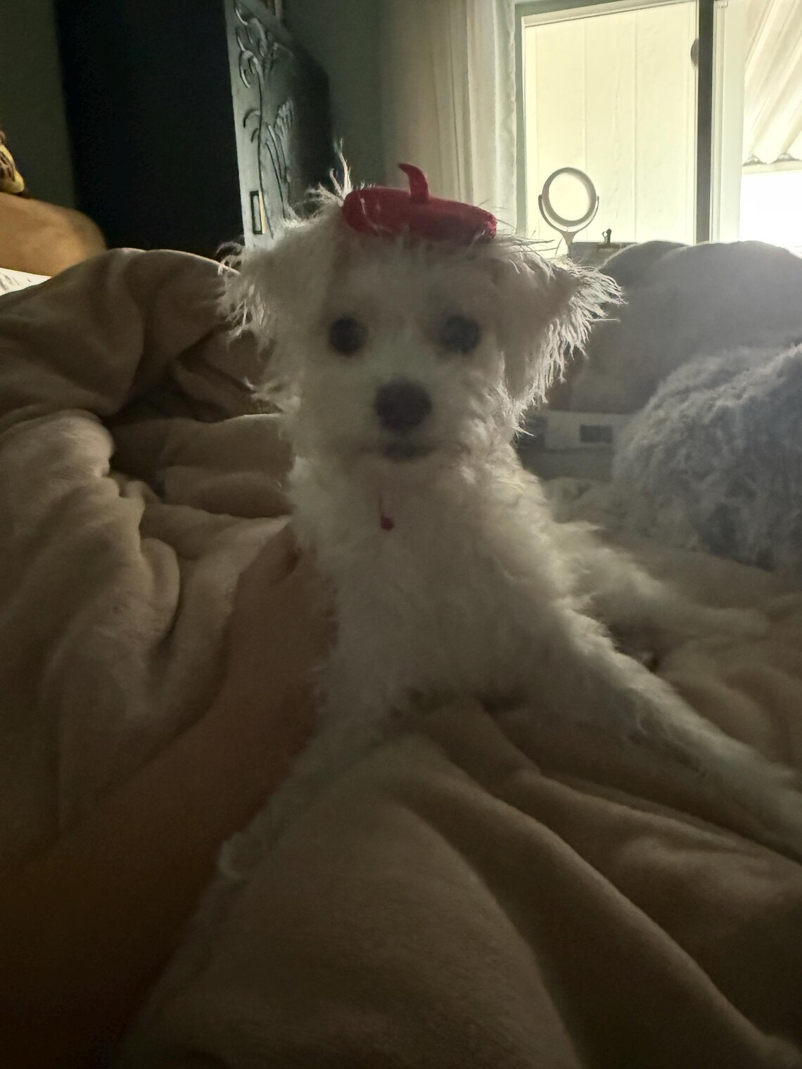 Customer photo of a pet with the Beret Personalized for small pet Raspberry