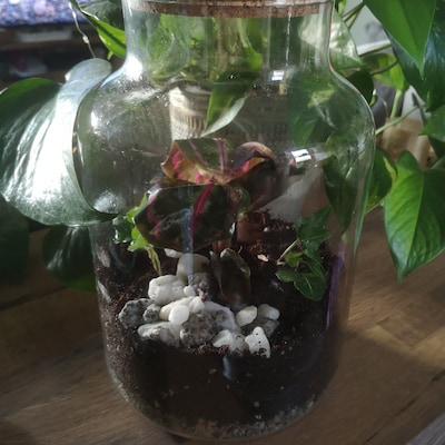 Terrarium Kit With Plants - Etsy UK