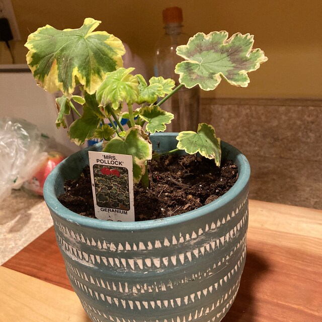 Farmer Joe Plants and The Plant Whore by FarmerJoePlantsStore