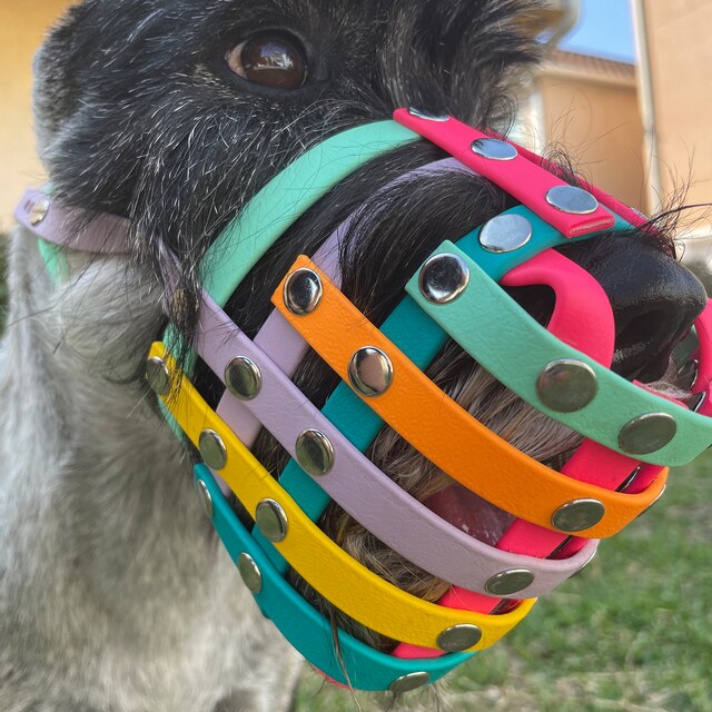 Colorful basket muzzle hotsell