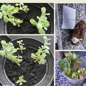 Priscila ha añadido una foto de su compra