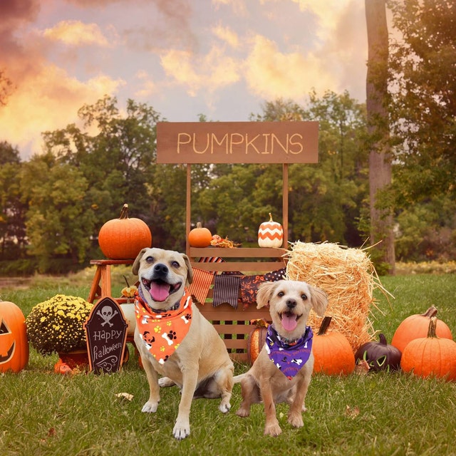 Chemise Halloween Old Navy - Fille 8 Ans - Citrouilles & Golden Retriever - NEUVE