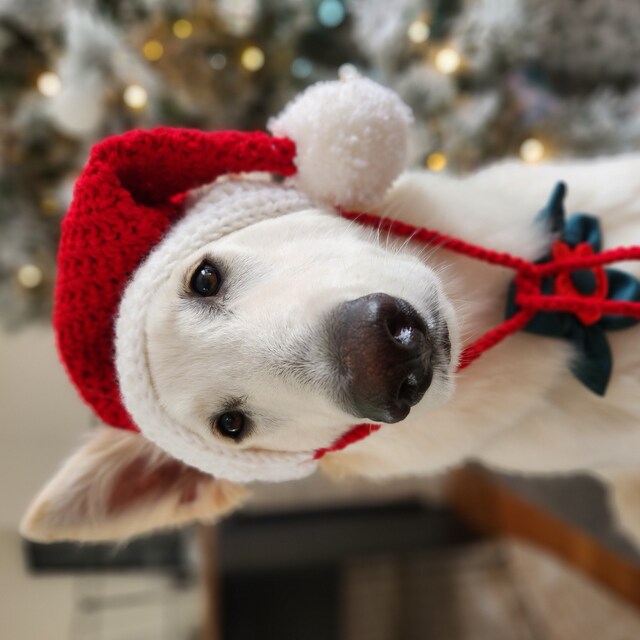 Dog with santa store hats on ears