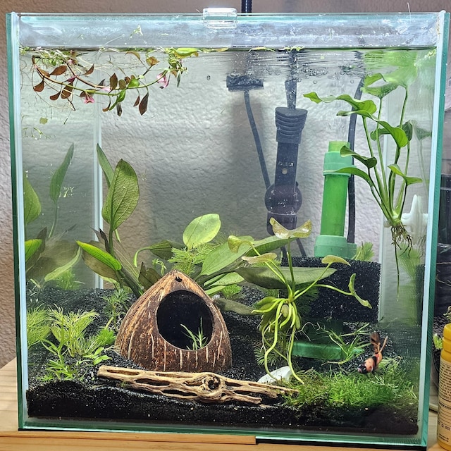 Aquarium Caves for Territorial Fish: Ultimate Hiding Spots Revealed