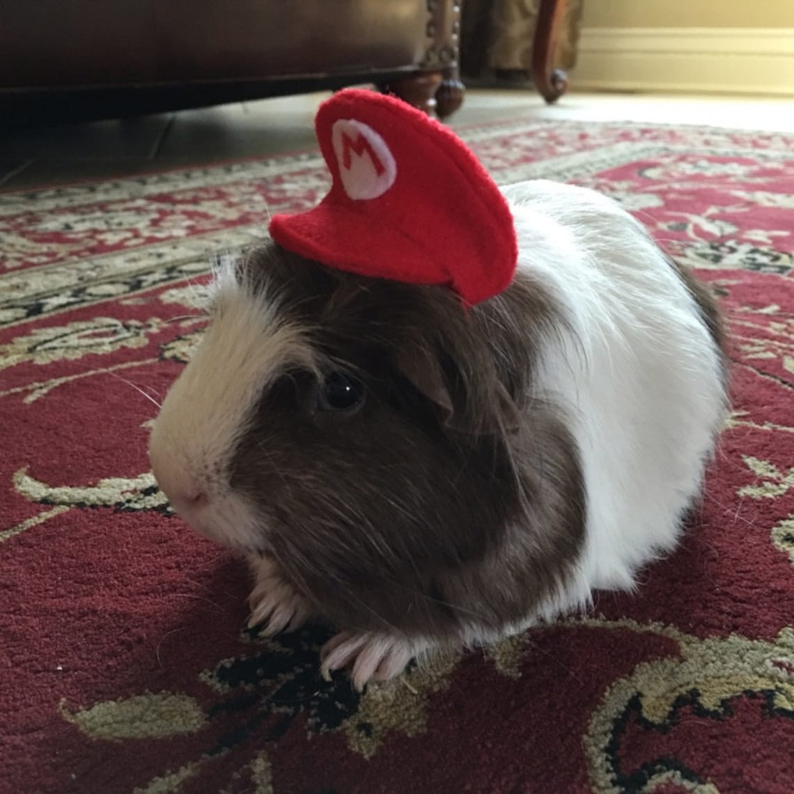 Customer photo of a pet with the Hat green red for small pet Cat Dog Hedgehog