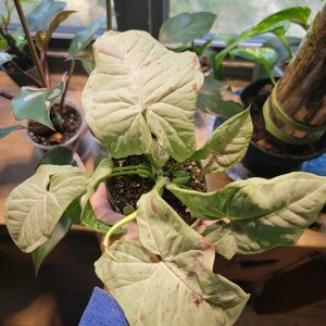 Hoya Krinkle 8 Albomarginata – Variegated Wax Plant – 4” Pot - Etsy