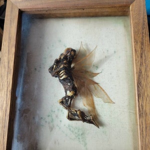 Dead Fairy Display Case - Etsy