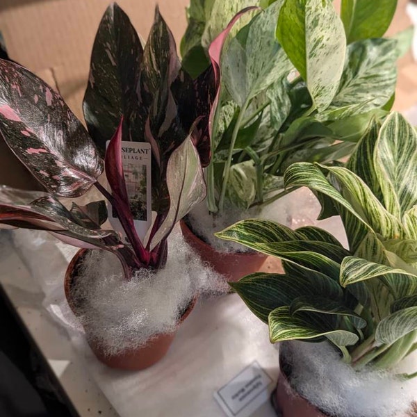 Aglaonema Red King : Indoor Plants Easy Care Houseplant Starter Plant ...