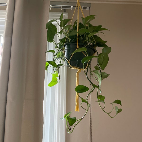 A closer look at Simple And Minimalist Hanging Planters