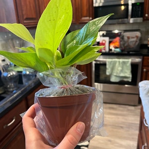 Emily added a photo of their purchase