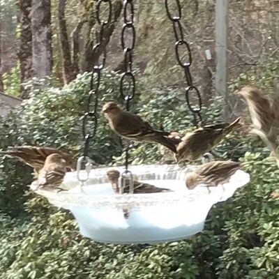 Stunning Backyard Bird Equipment And Accessories image