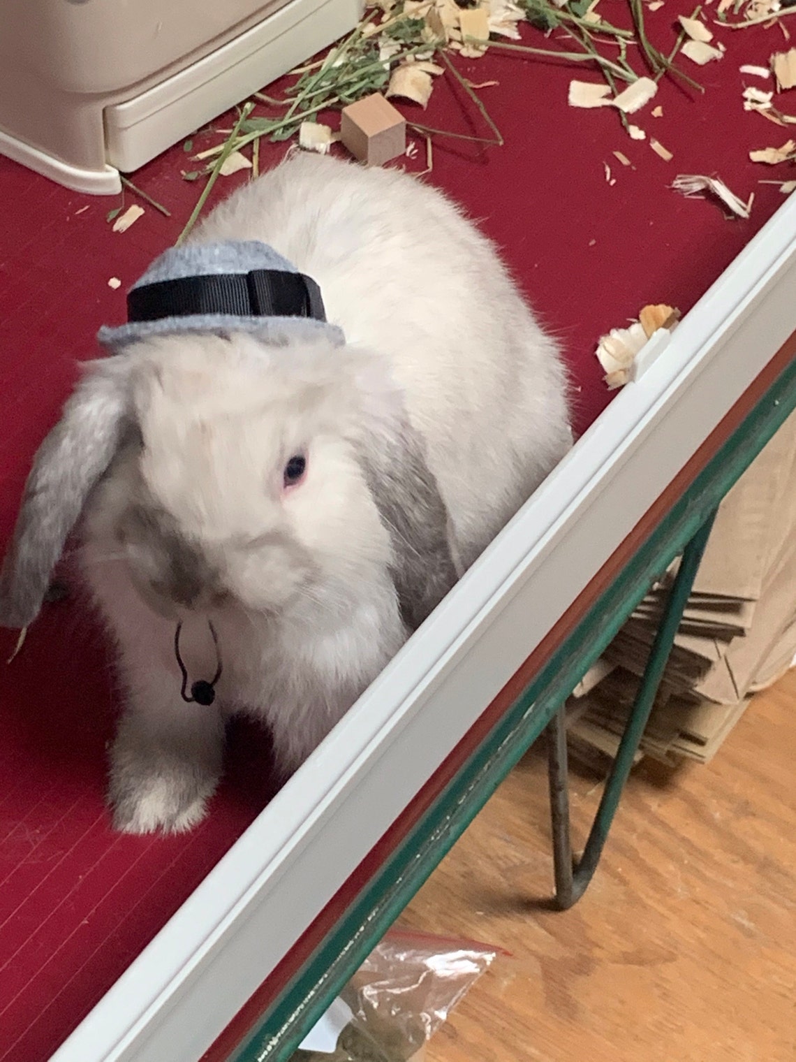 Customer photo of a pet with the Fedora  Hat  for small pet Hedgehog Vogue