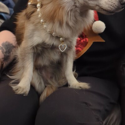 White Pearl Necklace for Dogs and Cats Dog Pearl Collar - Etsy