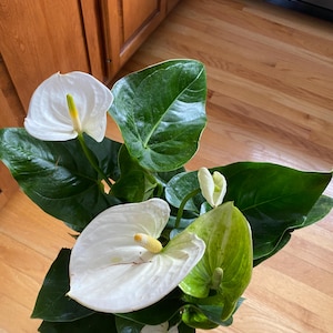 White Anthurium Plant - Snow White Novelty, 6/8 Inch Potted - Etsy