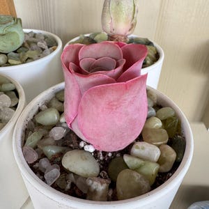 Ruth hat ein Foto des gekauften Artikels hinzugefügt