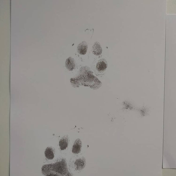 Inkless Pet Paw Print Kit | Get High-quality Paw Prints With Zero Ink ...