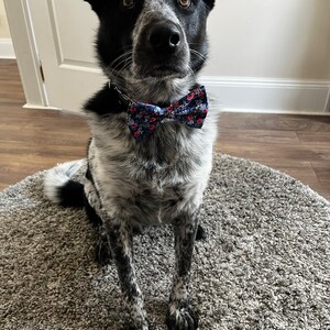 grey dog bow tie