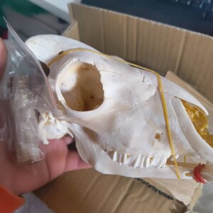 Semi さんが購入した商品の写真を追加しました