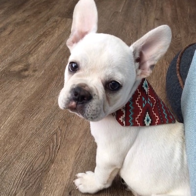 Ladies christmas turtleneck