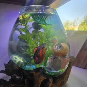 流木付き特大溶融ガラス製ベタ用水槽：バリ風アクアスケープ 12～14