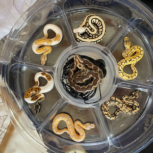 Customizable Ball Python Miniature / Figure / Sculpture / - Etsy