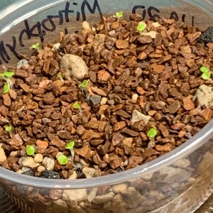 Mitrophyllum Mitratum RARE / 20 Seeds living Stones - Etsy