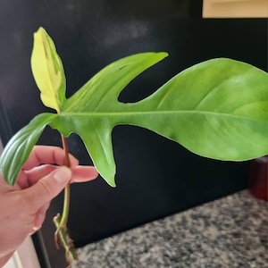 Gio heeft een foto van de aankoop toegevoegd