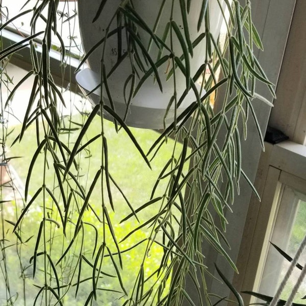 Peperomia Ruby Cascade 4 Hanging Basket - Etsy