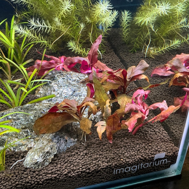 bottle brush plant care Bottlebrush – Pooler Plant Pick-Up Station main image 0