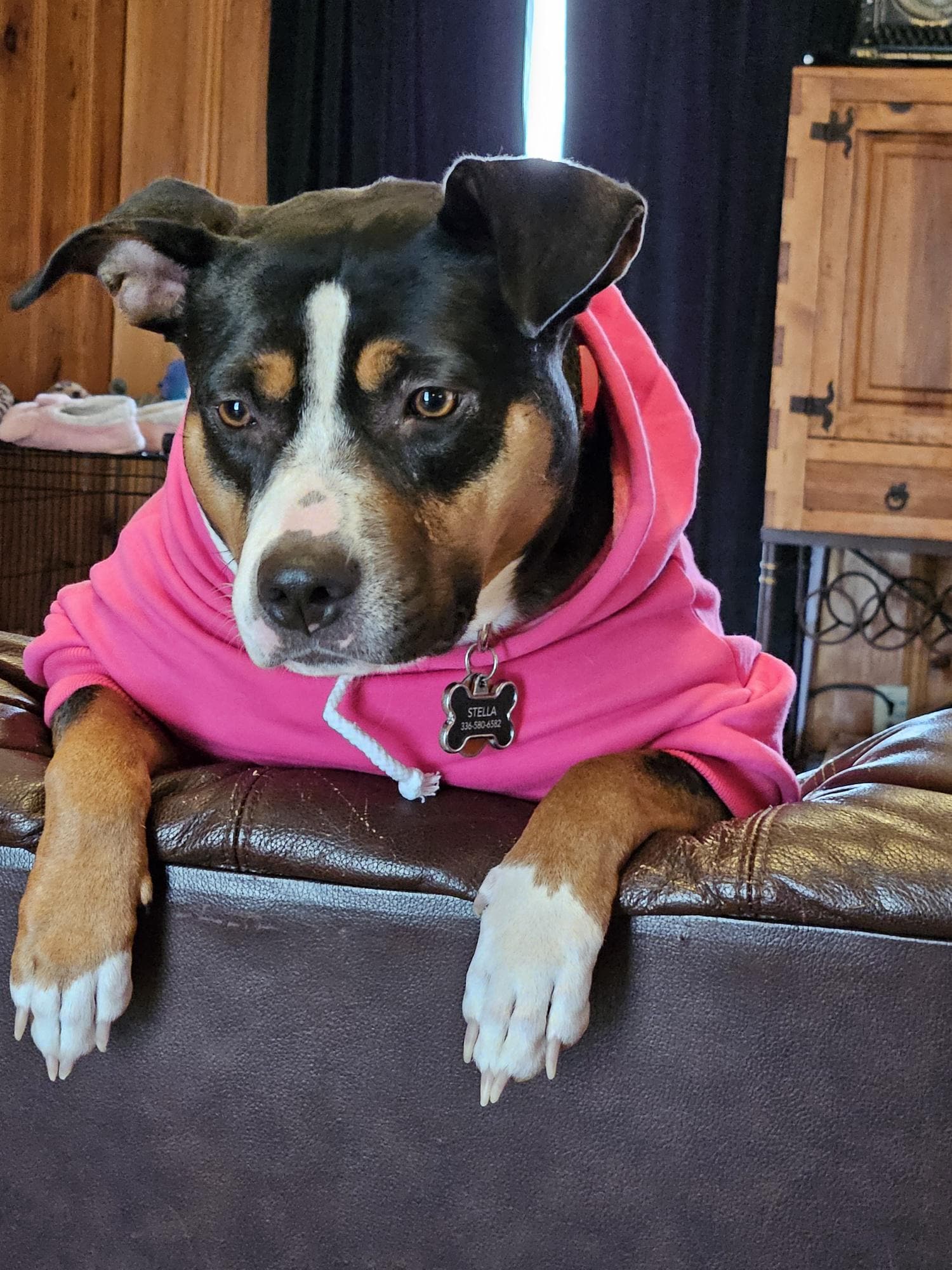 Personalized Dog Hoodie - Name Pet Hoodie - Personalized Dog Sweatshirt - Puppy Clothing - Personalized Dog Clothes - Outdoor Dog Coat