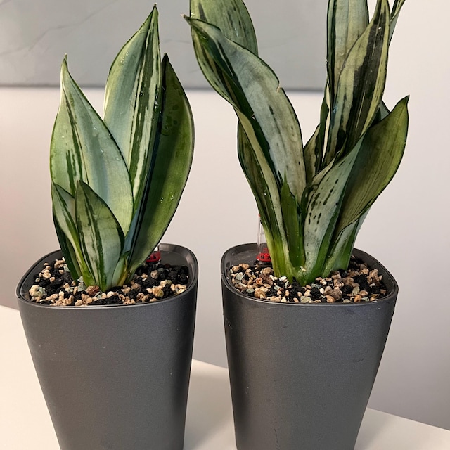 Sansevieria Trifasciata Brazillian Moonshine Rare Uniqe Snake Plant - Etsy