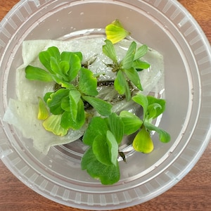 Judy heeft een foto van zijn/haar aankoop toegevoegd