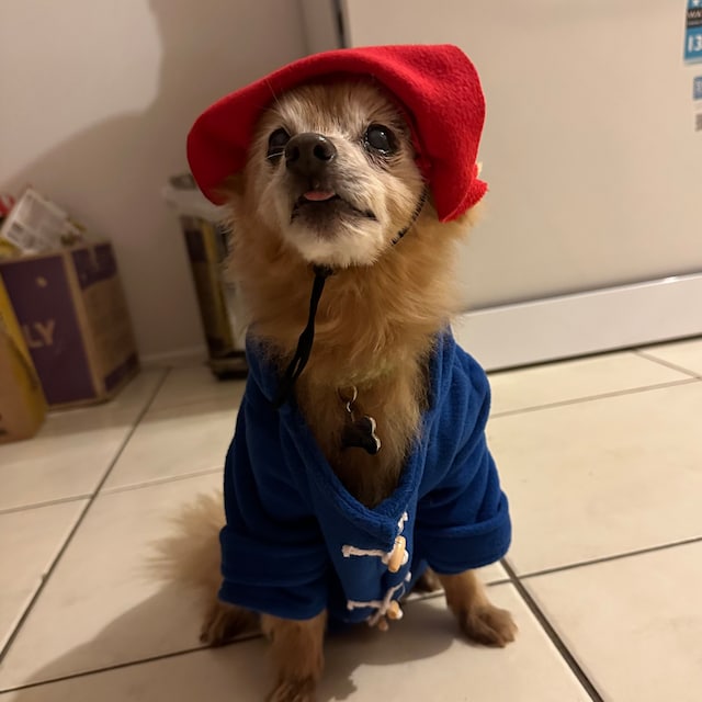 Dog paddington costume discount
