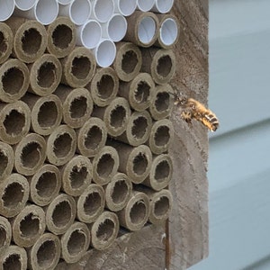 Voucher for Mason Bee Pollination Kit. Shipped by Rocky Pond Nursery ...