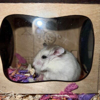 Hamster Tunnel/ Hamster Cave Hideout/ Chamber Rooms/ Hamster Digging ... - Hamster Cave Design With Secure Entry And Easy Exit