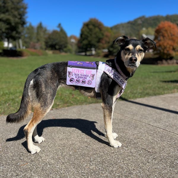 Hundeleine Mit Aufdruck „I‘m Deaf & Partially Sighted“ – Für Hunde Mit Seh- & Hörbehinderung
