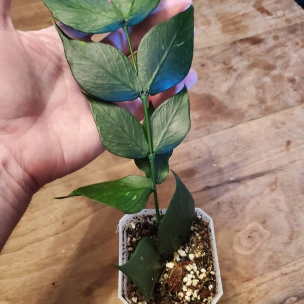 Philodendron Red Anderson 4 Pot - Etsy