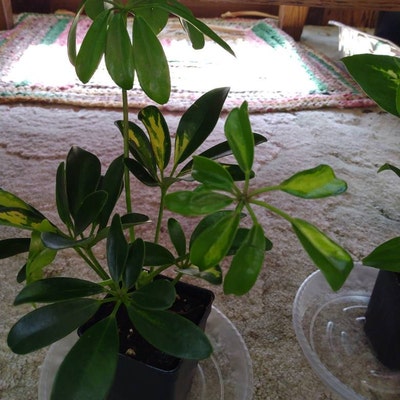 LIVE Beautiful Umbrella Tree Houseplant Schefflera/arboricola House ...