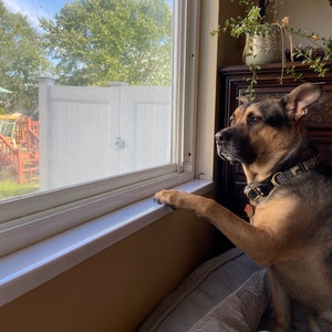 window sill covers for dogs
