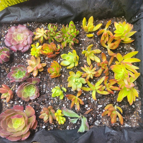 20 Trailing Succulent Strings With 7 Varieties, String of Pearl, String ...