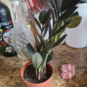 Christina added a photo of their purchase