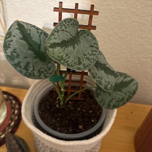 Patti added a photo of their purchase