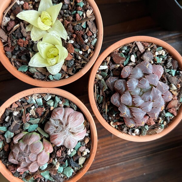 30 Seeds COLOR SUCCULENT MIX (Rare plant exotic cactus flower succulents seed