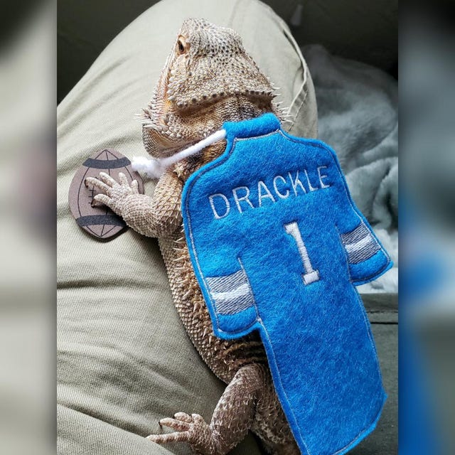 Bearded Dragon Football Jersey Cape Customized and Personalized - Etsy
