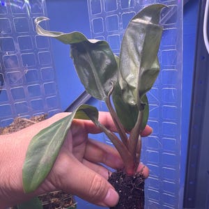 buy a ponytail palm Palm Ponytail | Indoor Plant | Tropical Plant | Potted Plant main image 0
