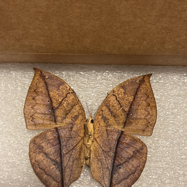 Kallima inachus One Real Butterfly leaf mimic verso Indonesia