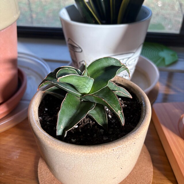 Sansevieria Blue Kew Natural 4”pot (ALL PLANTS Require You to
