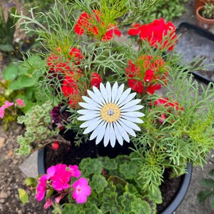 Helen added a photo of their purchase