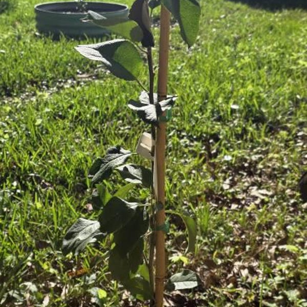 Ghost Apple Tree, Bare Root - Etsy